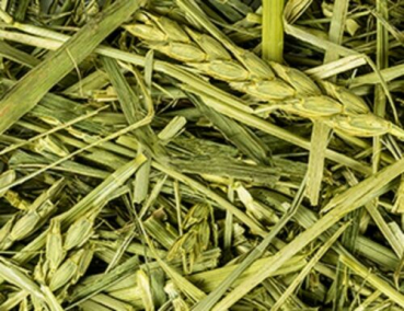 1kg grüner Dinkel getrocknet Luftgetrocknet Ähren